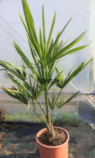 Trachycarpus fortunei 100-125 cm AKCIA!